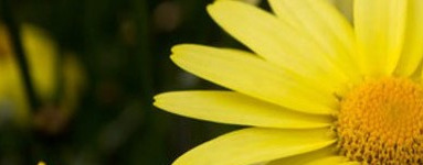 Arnika – odpravimo vnetja in bolečino!